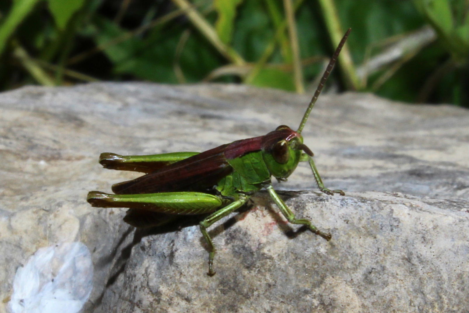 Acrididae da determinare-3- ???